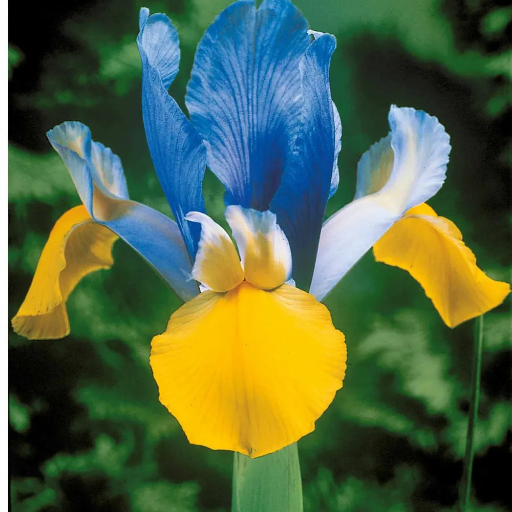 40 iris de hollande colorés en mélange - le sachet de 40 bulbes / circonférence 6-7cm, vendu par lot de 4