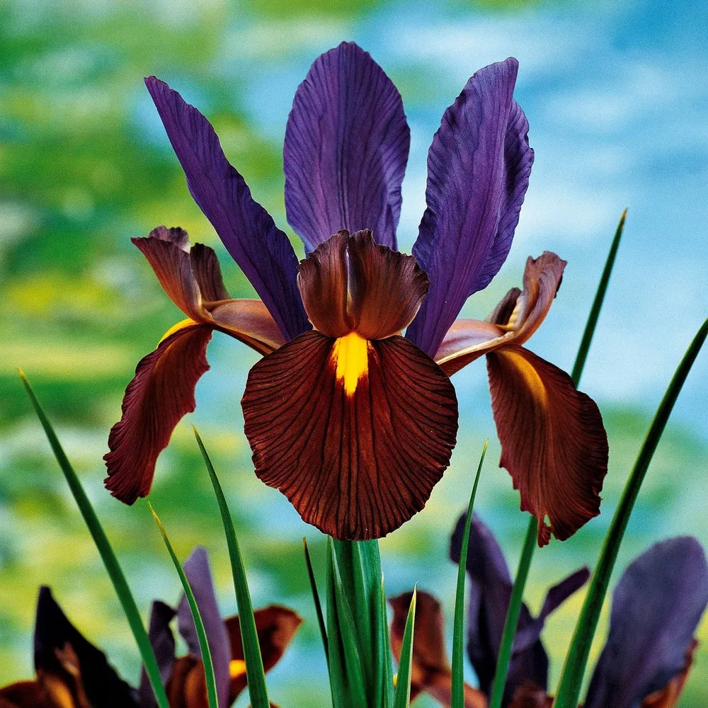 40 iris de hollande colorés en mélange - le sachet de 40 bulbes / circonférence 6-7cm, vendu par lot de 4