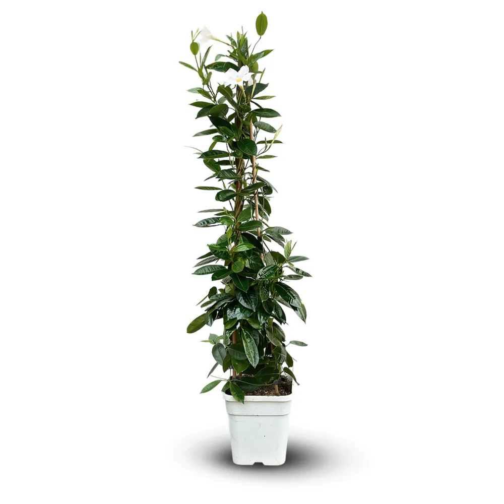 Dipladenia pyramide - plante fleurie - ↕ 100-110 cm - ⌀ 17 cm - plante d'intérieur & extérieur - fleur blanche